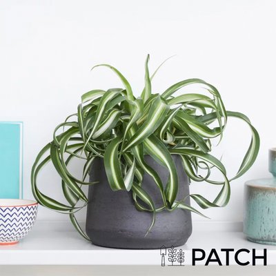 PATCH 'Chris' the Curly Spider Plant with Pot