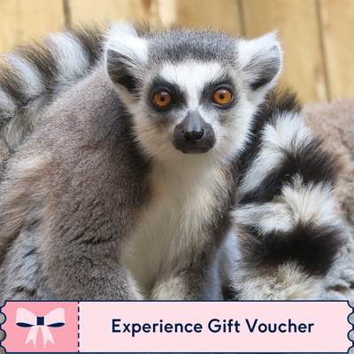 Meet the Animals Experience Gift Voucher