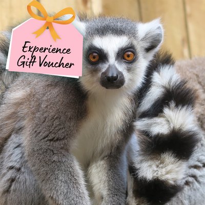 Meet the Animals Experience Gift Voucher