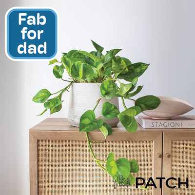 PATCH David Epipremnum Global Grey Set
