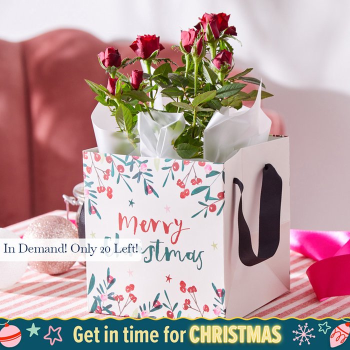 The Christmas Rose Plant Gift Bag