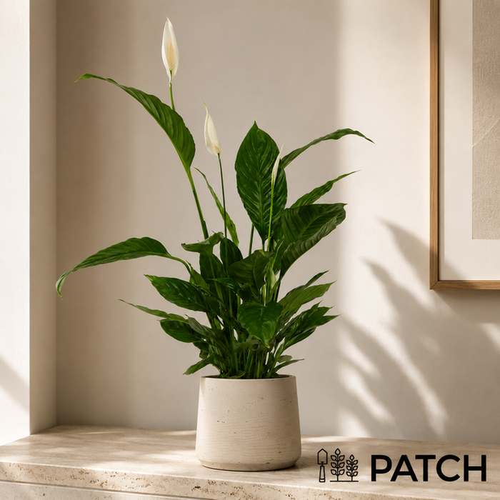 PATCH Pippa in Clay Grey Pot