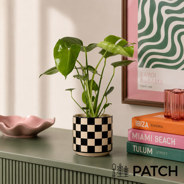 PATCH Chaz in Chess Black Pot