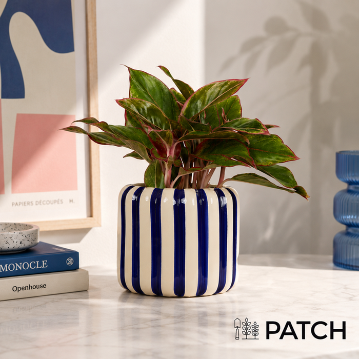 PATCH Aggie in Striped Blue Pot