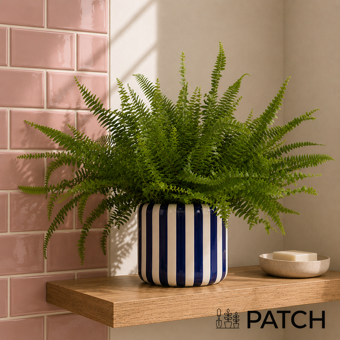 PATCH Bertie in Striped Blue Pot
