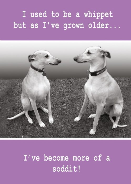 Quitting Hollywood Paw Play Dog Birthday Funny Card