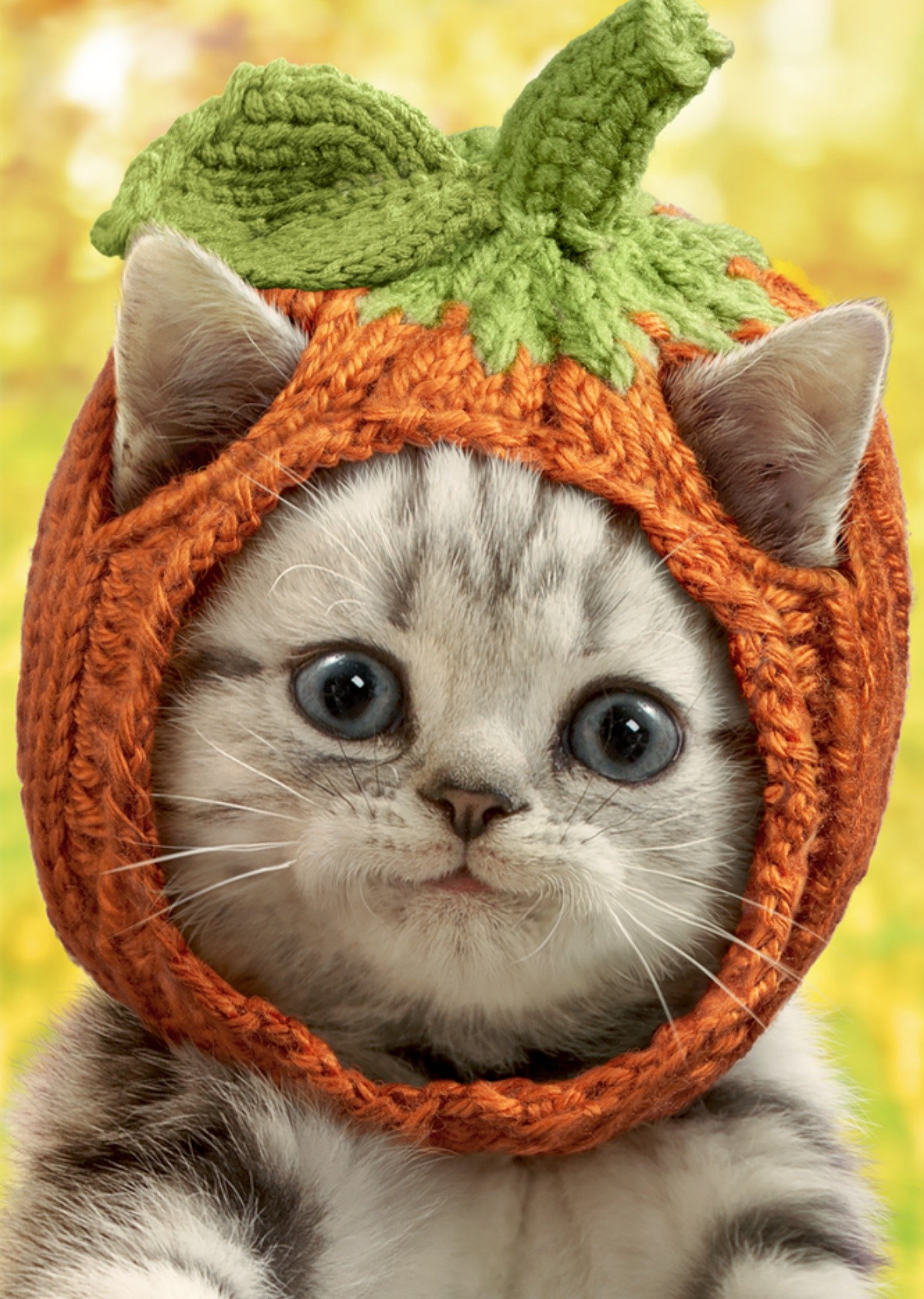 Moonpig Cute Tabby Kitten Pumpkin Hat Halloween Card