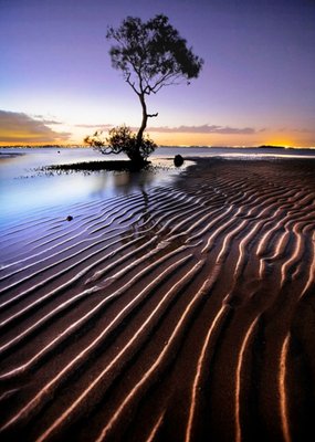 Mangrove Tree Personalised Greetings Card