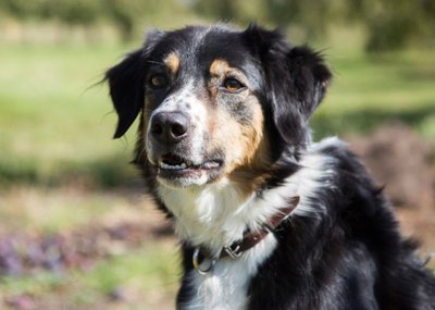 Photo Of Working Collie Dog Card