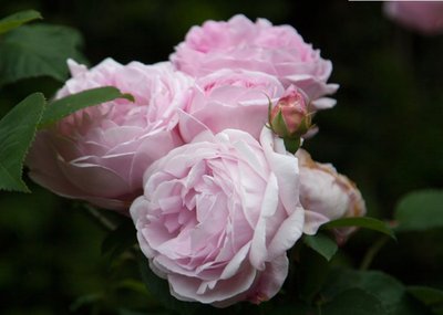 Photo of Pink Roses Flowers Card