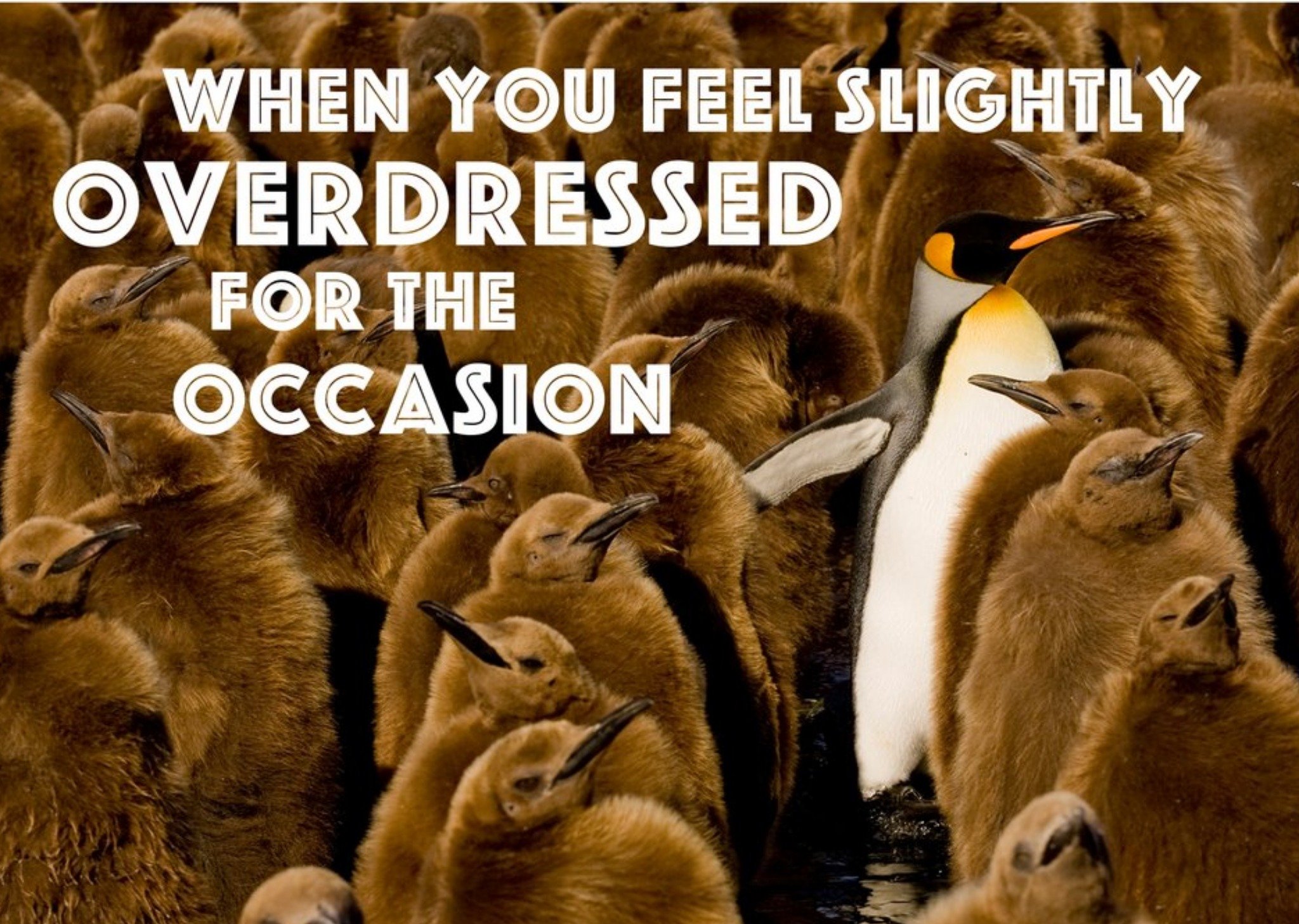 Moonpig Plenty Of Penguins Overdressed For The Occasion Card