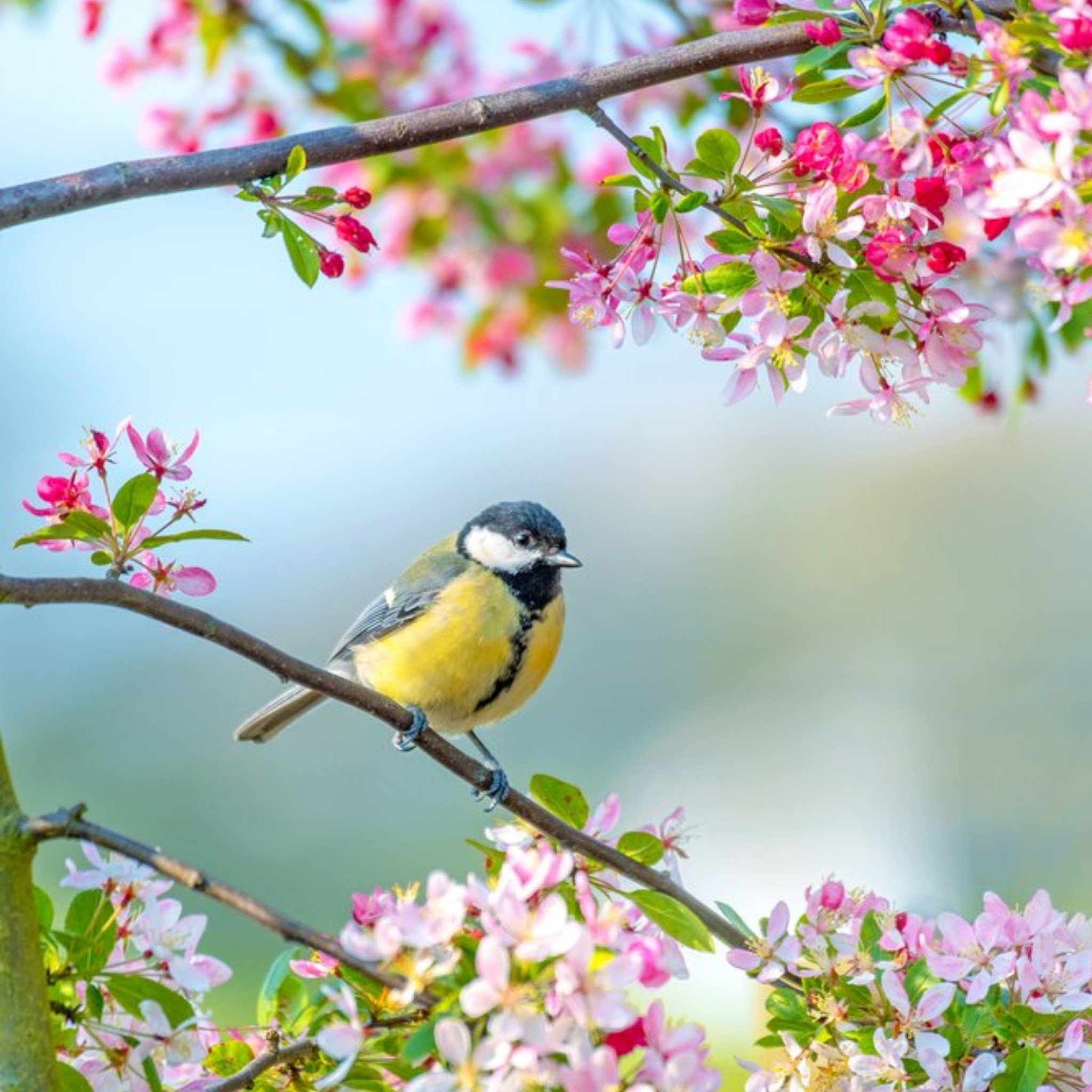 Moonpig Photographic Cherry Blossom Tree Bird Card