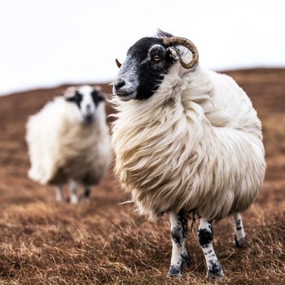 Photographic Sheep Grazing On A Dry Grass Enbankment Just A Note Card