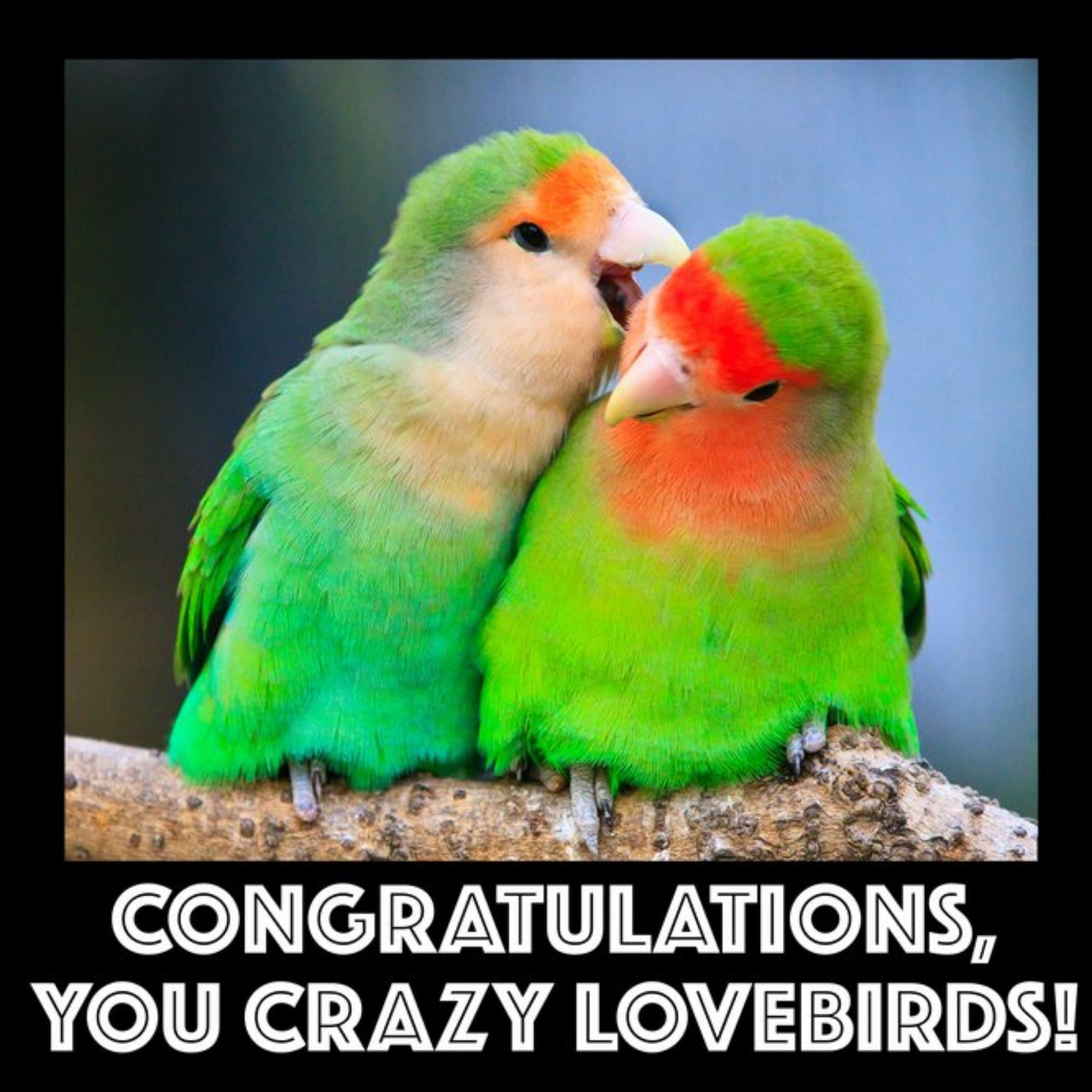 Other Congratulations Crazy Lovebirds Card