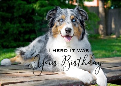 Harmonia Sheepdog Pun Traditional Birthday Dogs Australia Card