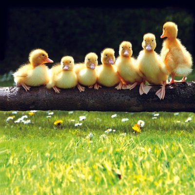 Seven Little Ducklings Personalised Card