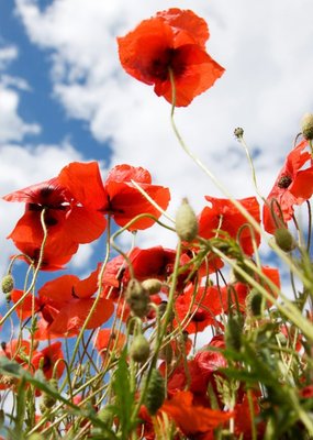 Photo Of Poppies Floral Card