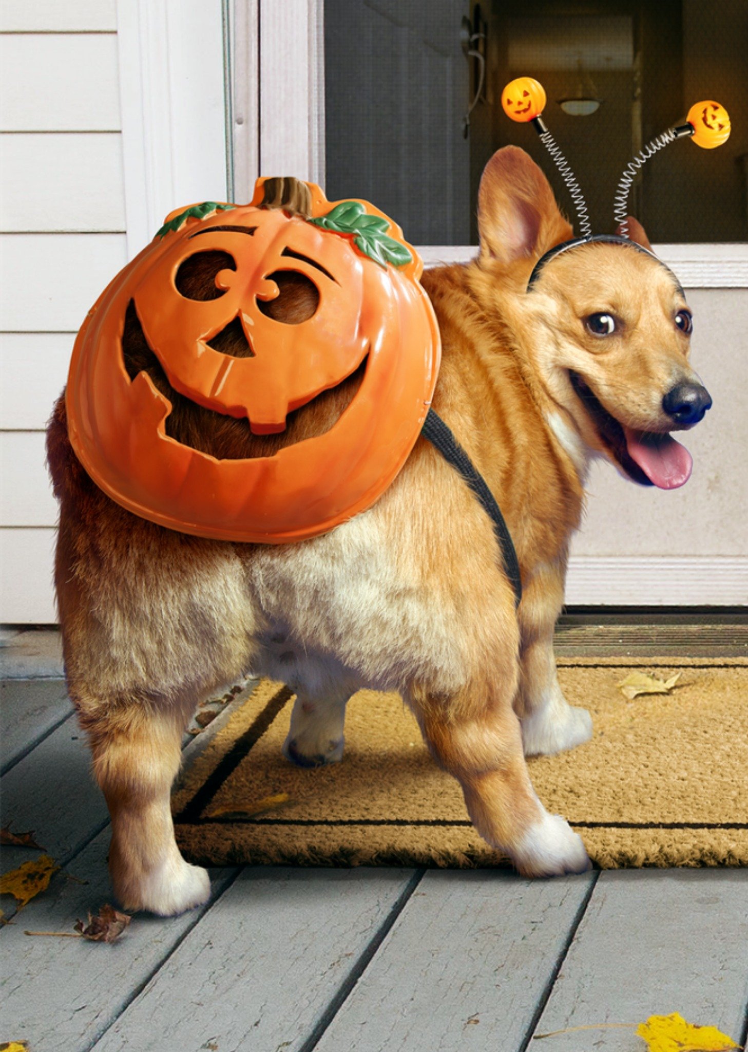 Moonpig Cute Corgi Dog Pumpkin Costume Halloween Card