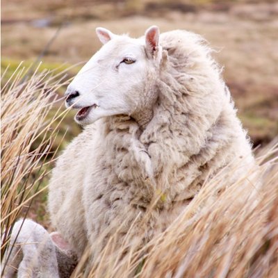 Photographic Sheep In A Field Dublin Ireland Just A Note Card