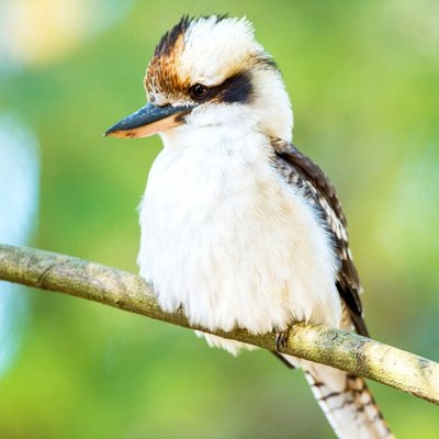 Moonpics Photographic Kookaburra Bird Cute Australia Card