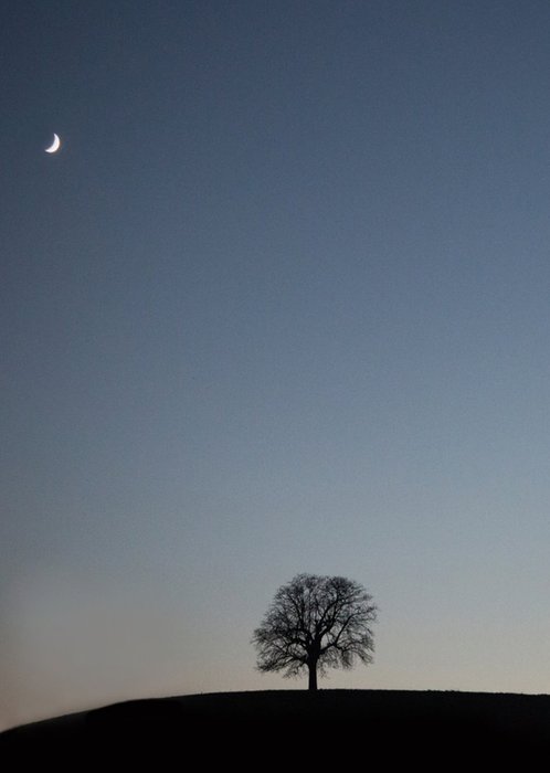 Photo Of Tree On Hill Night Time Scene Card