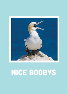 Scribbler Nice Boobys Card