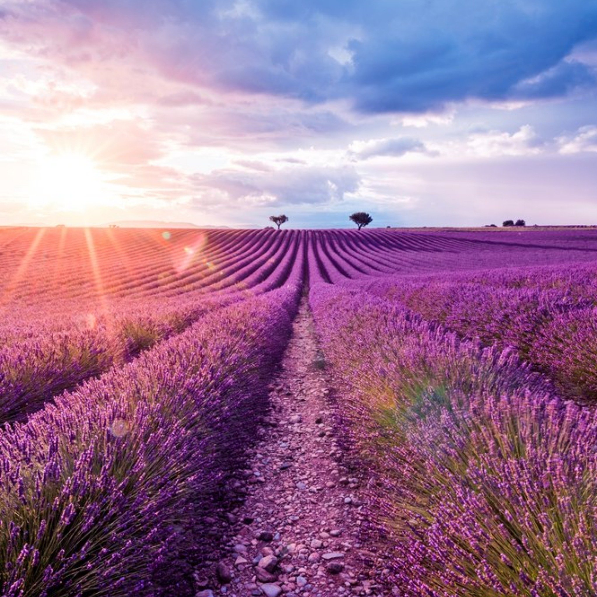 Moonpig Photographic Beautiful Purple Field Card