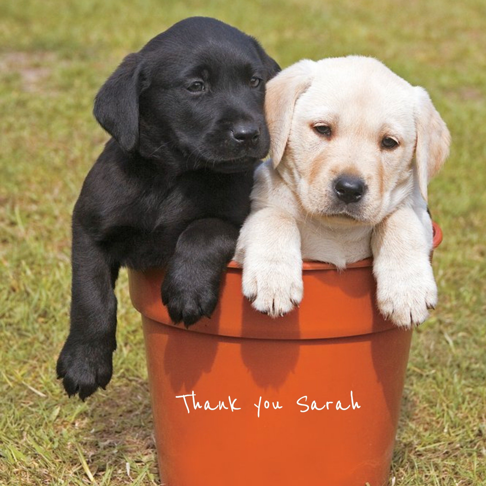 Moonpig Cute Puppies In A Pot Personalised Thank You Card