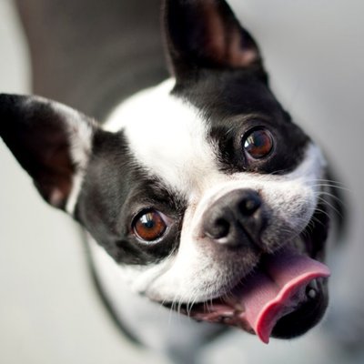 Cute Happy Boston Terrier Dog Smiling Card