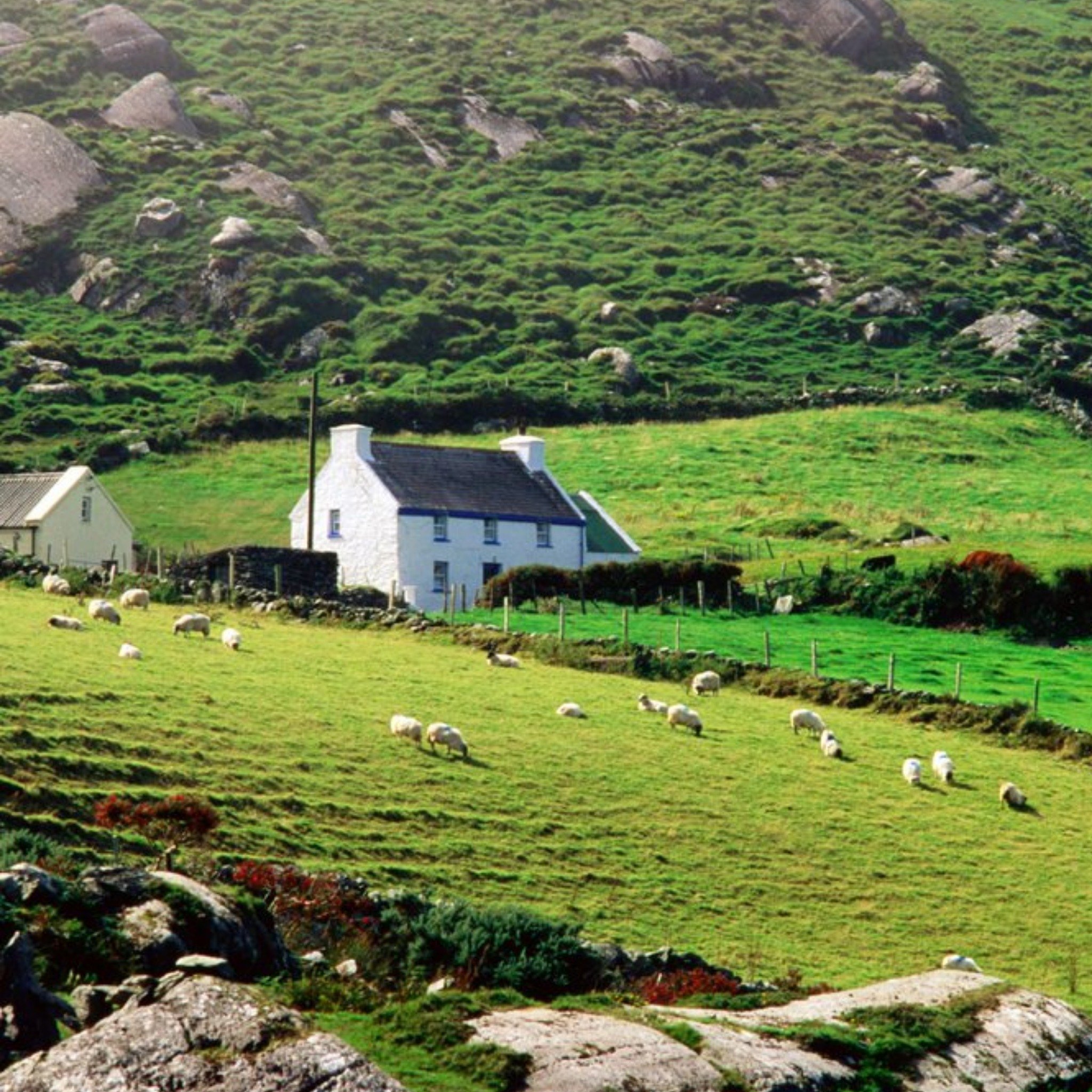 Moonpig Photographic Sheep Grazing Near Farmhouses, Munster, Ireland Just A Note Card