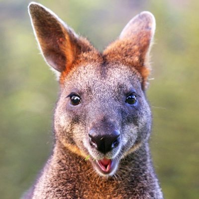 Moonpics Photographic Wallaby Card