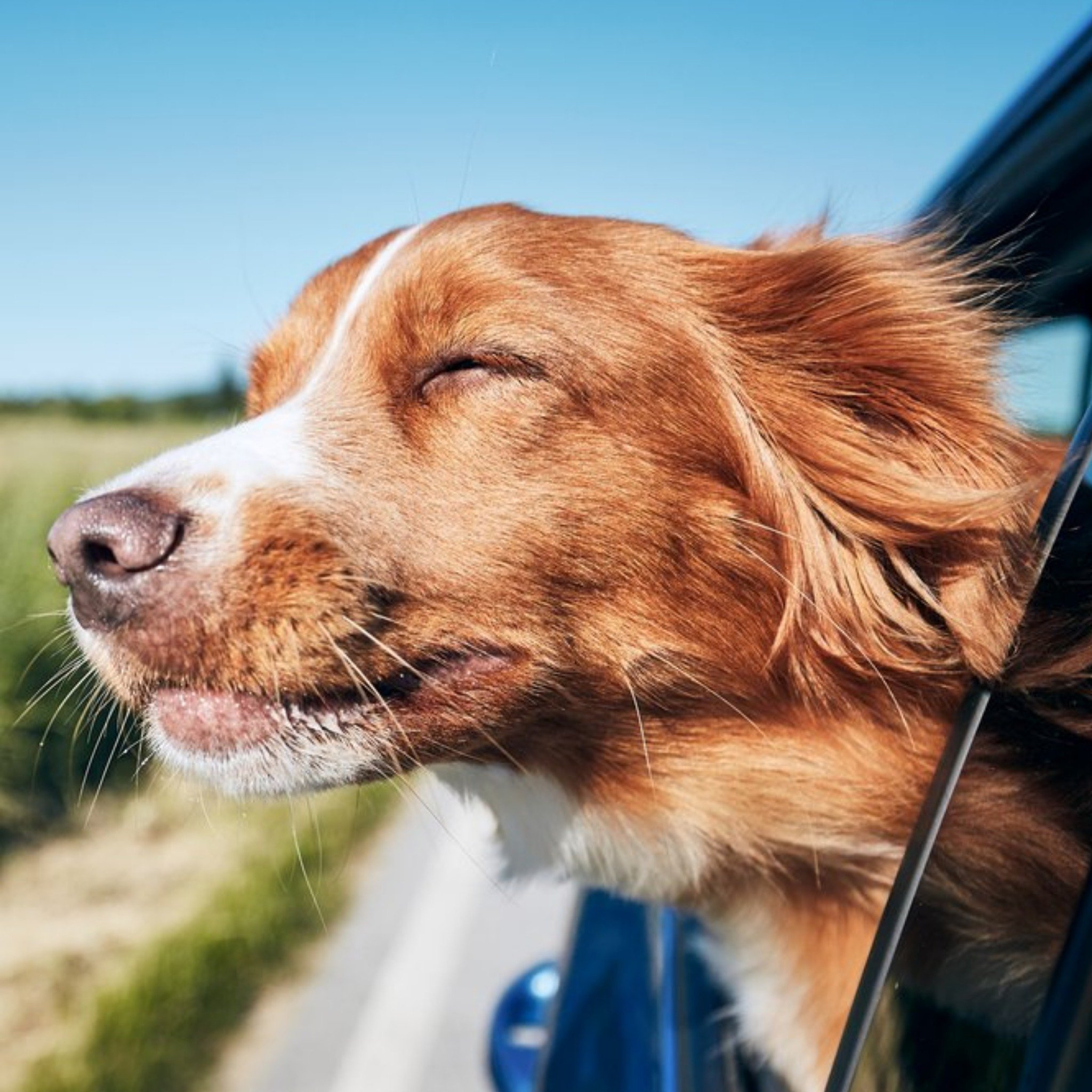 Moonpig Cute Happy Retriever Dog Smiling In The Wind Card