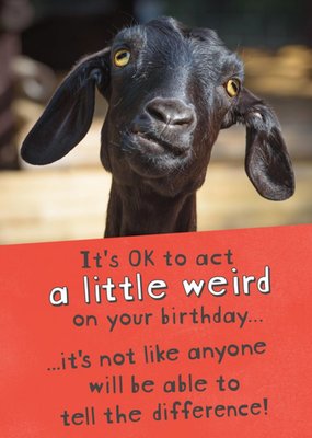 Funny Photographic Goat Act a Little Weird Card