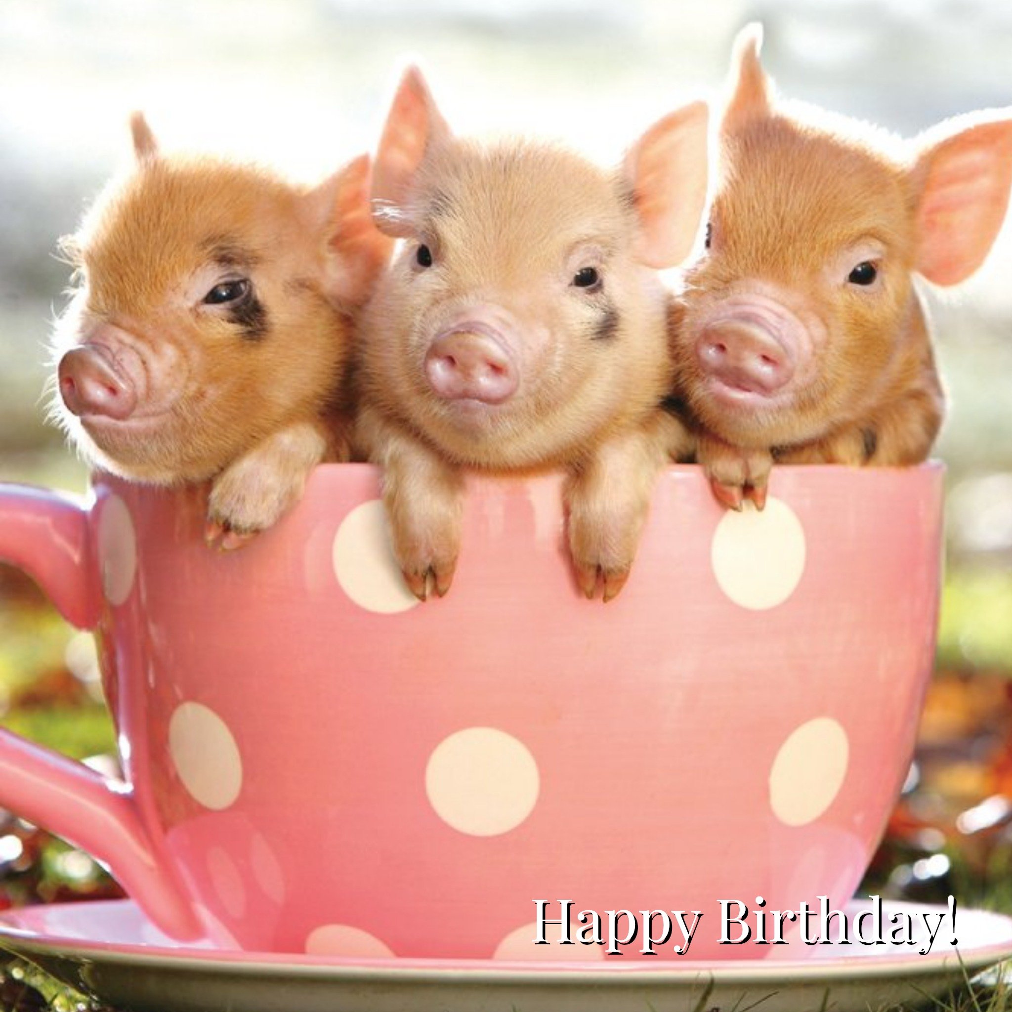 Moonpig Teacup Pig Birthday Card