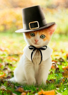 Cat In A Pilgrim Hat Happy Thanksgiving Card