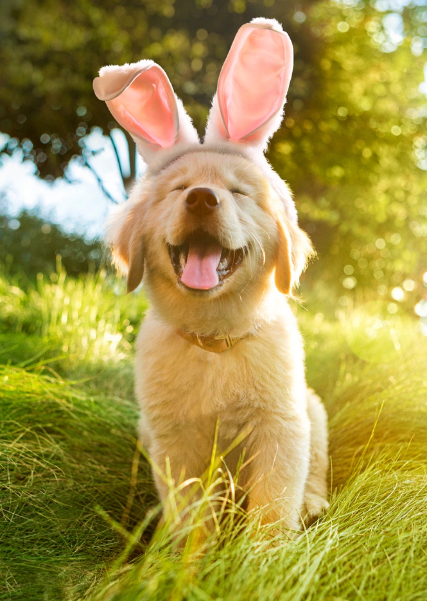 Moonpig Golden Retriever Puppy Wearing Bunny Ears Easter Card