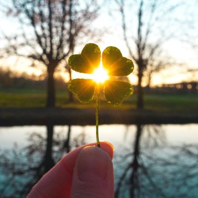 Photographic Four Leaf Clover Card