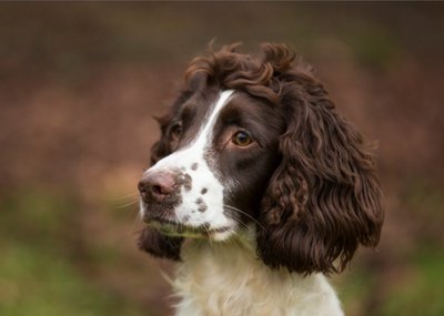 Photo of Springer Spaniel Card