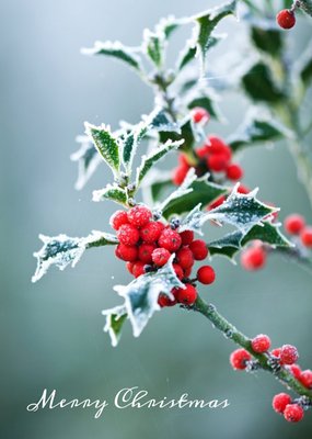 Christmas Card - Merry Christmas - Snow - Holly - Winter Berries