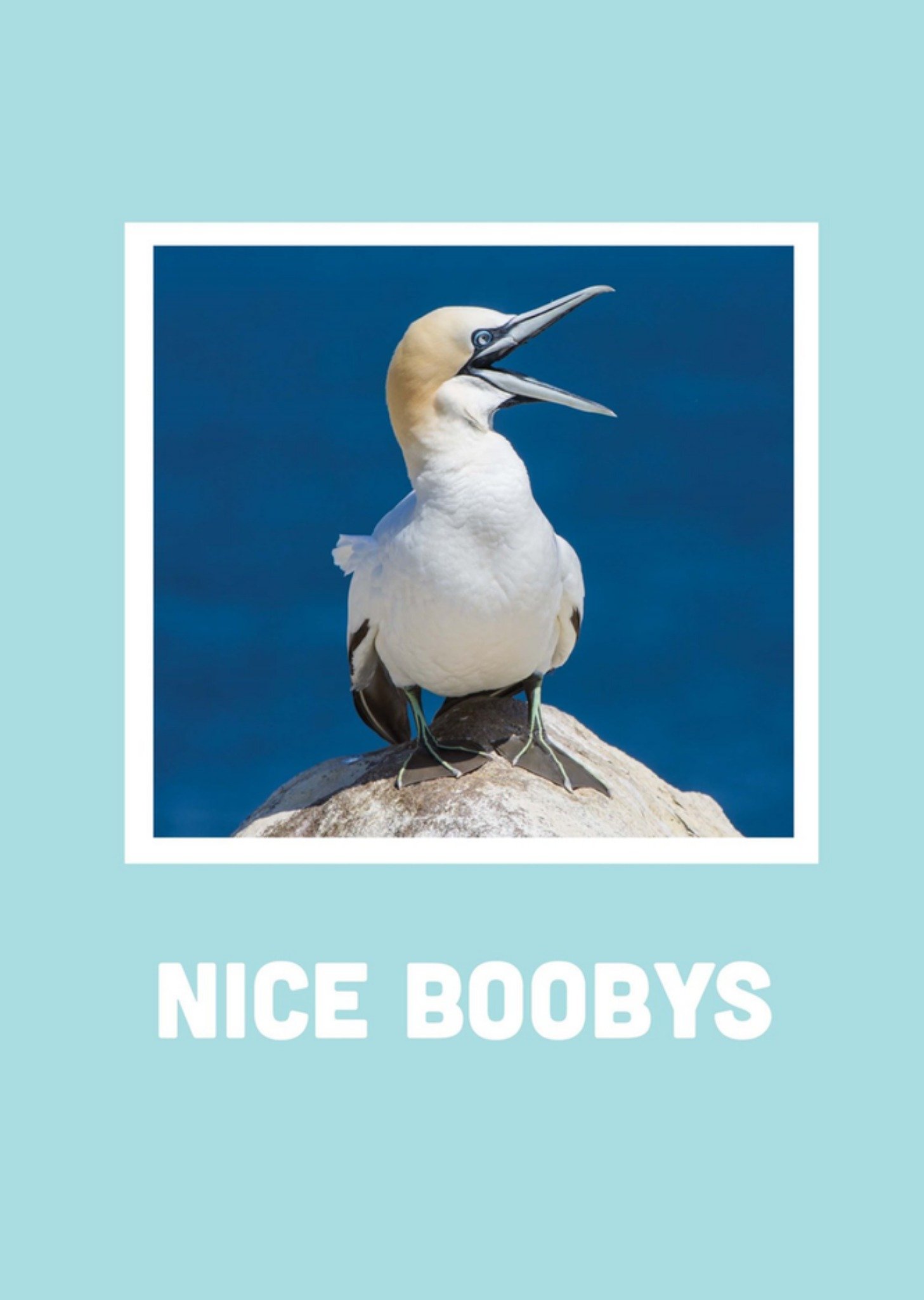 Scribbler Nice Boobys Card