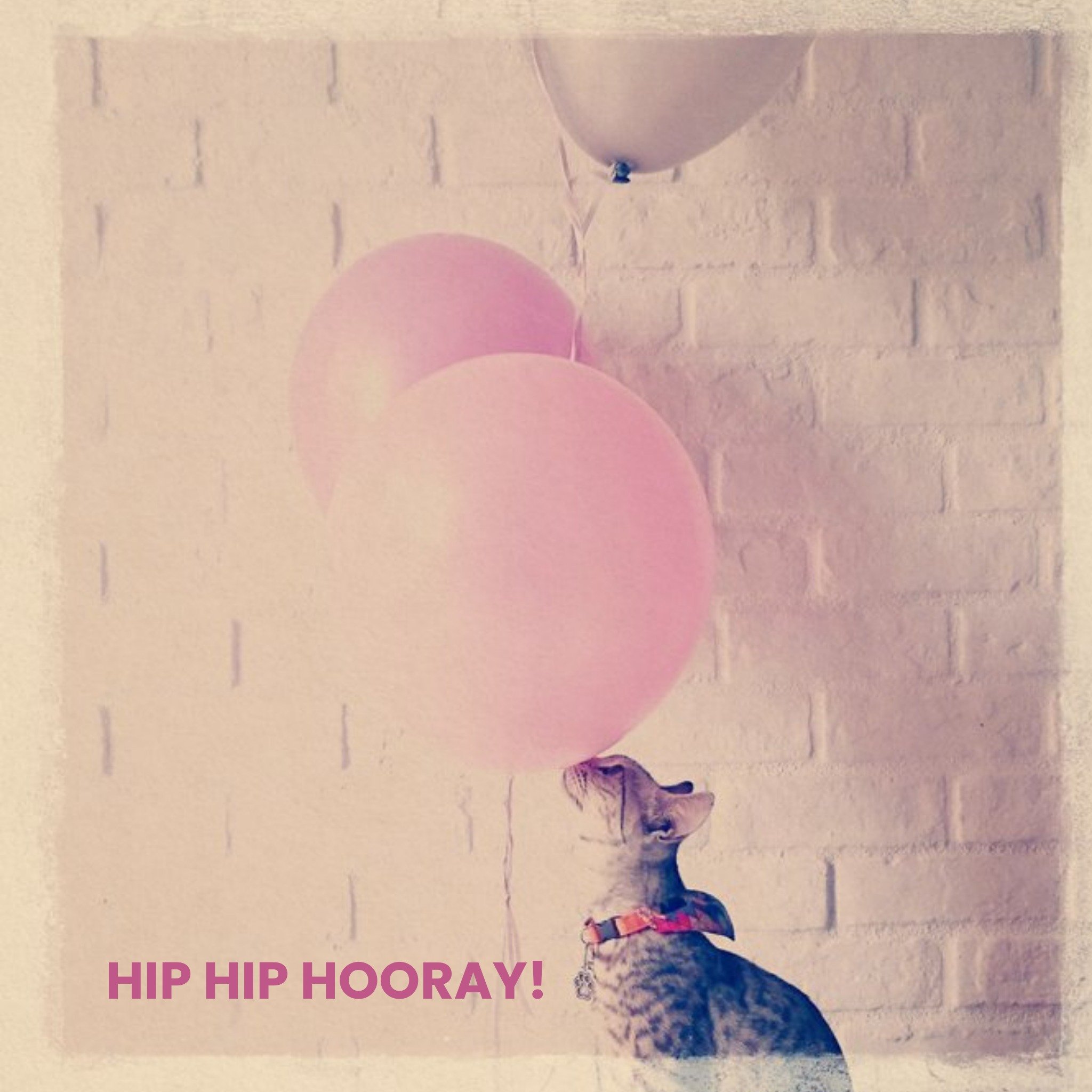 Moonpig Hip Hip Hooray Cat And Balloons Personalised Birthday Card