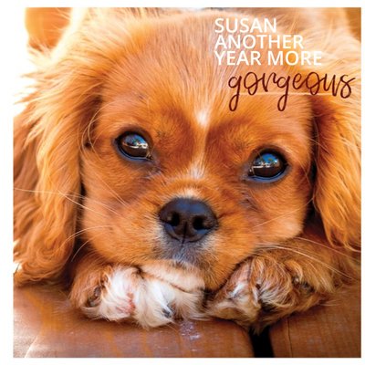 Photographic Dog Gorgeous Card