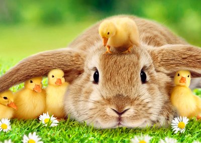 Avanti Sweet Rabbit And Chicks Easter Card