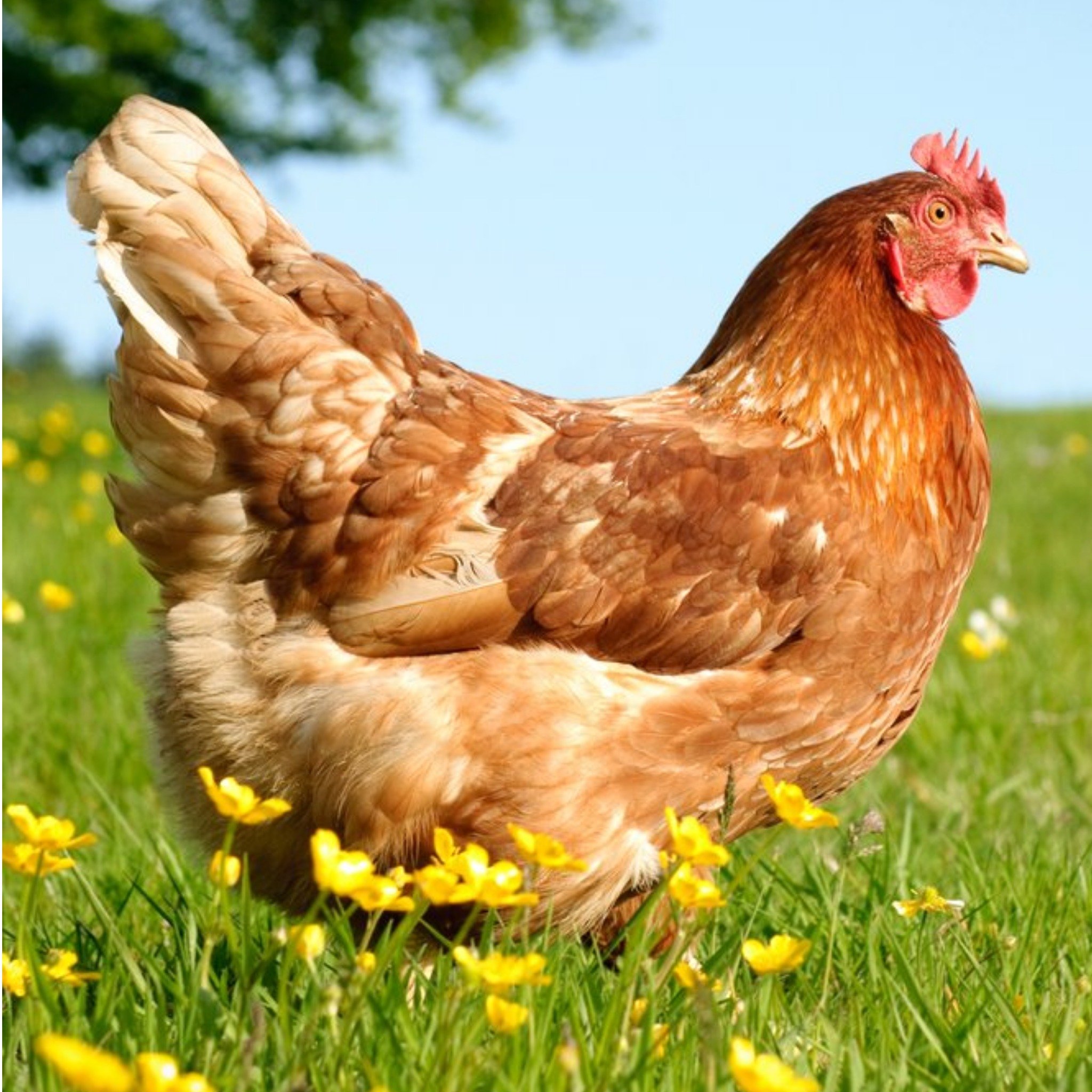 Moonpig Photographic Hen In The Buttercups Ireland Just A Note Card