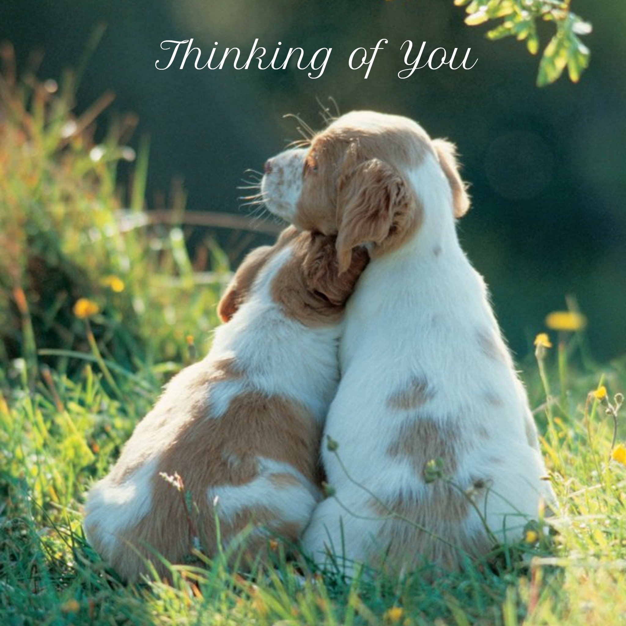Moonpig Cute Puppies Personalised Thinking Of You Card