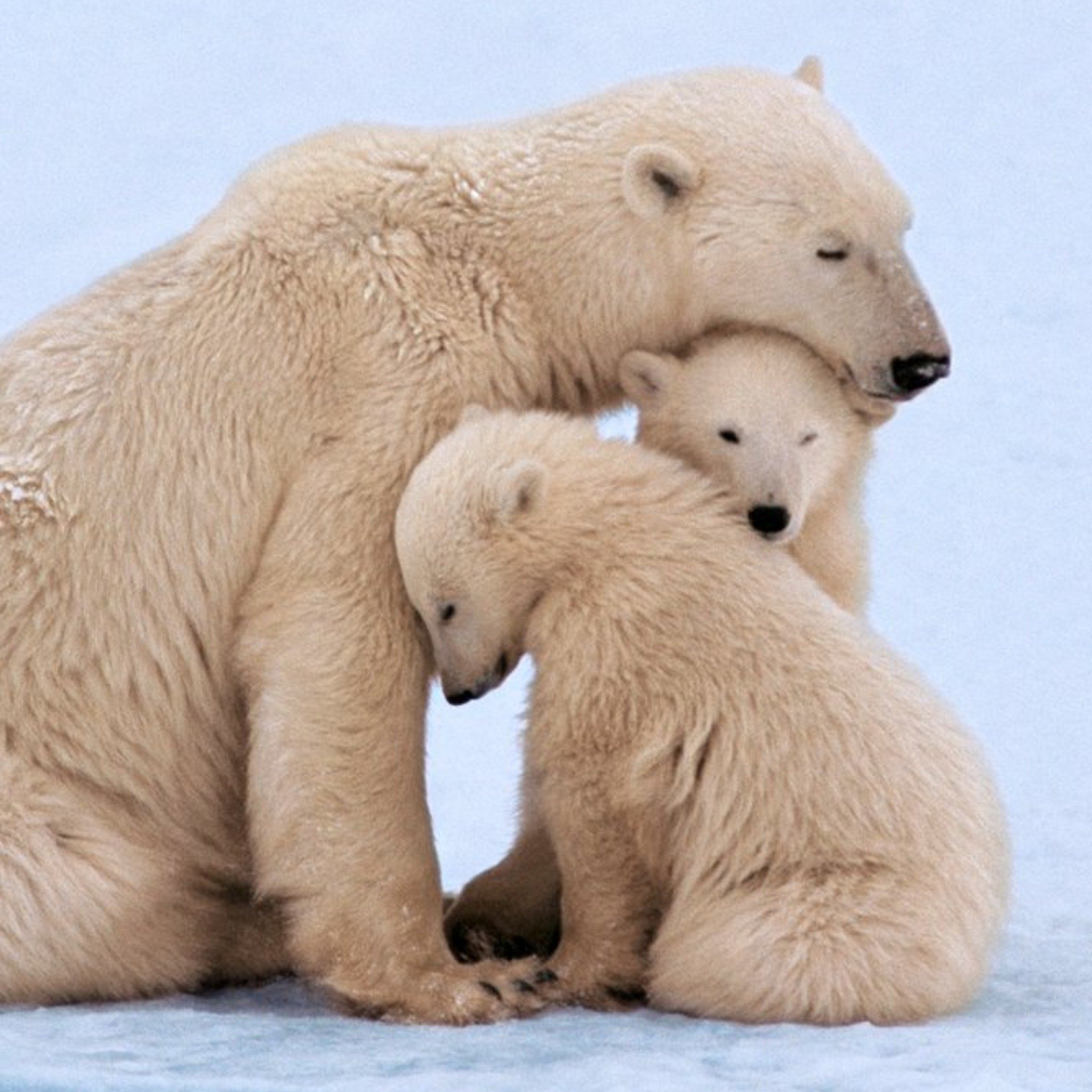 Moonpig 3 Polar Bears Cute Family Just A Note Card