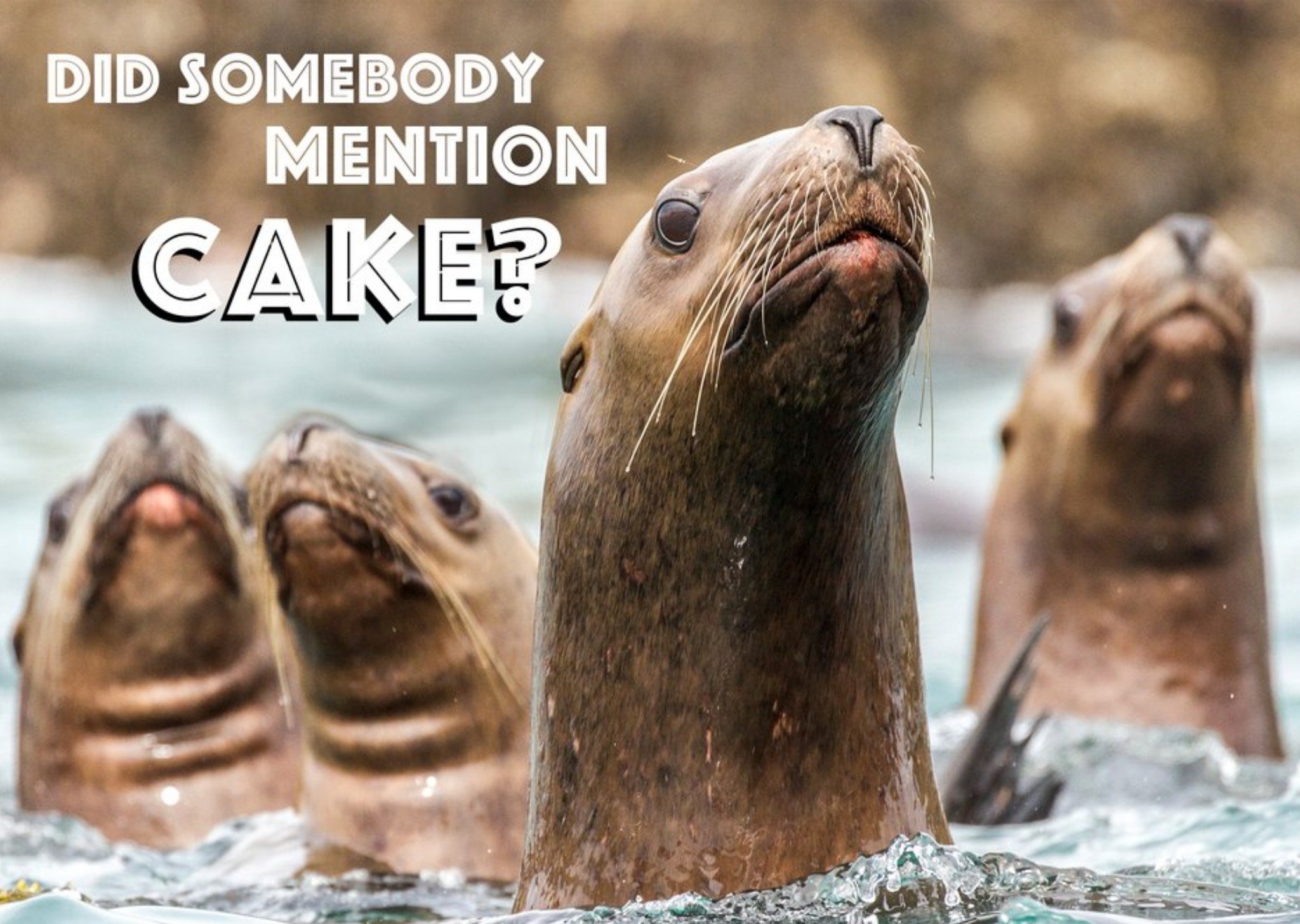 Moonpig Bunch Of Seals Did Someone Mention Cake Card