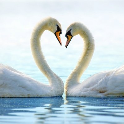 Lovely Two Swans Making A Love Heart Card