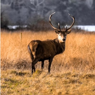 Photographic Stag Grazing On Tundra Ireland Just A Note Card