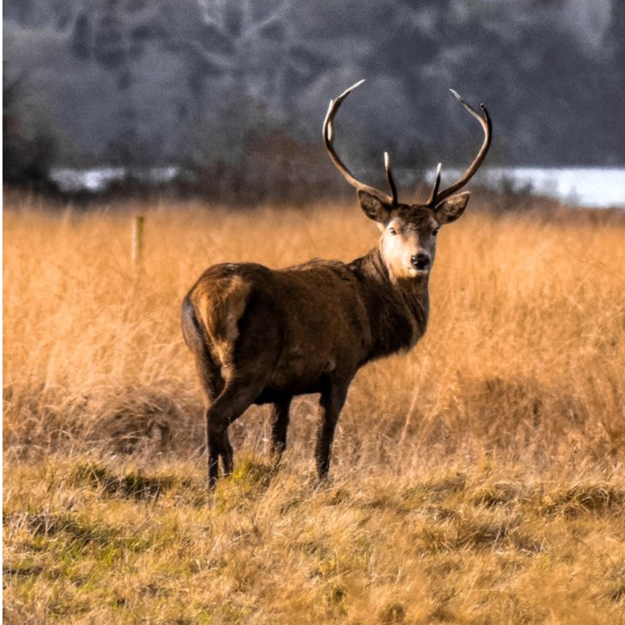 Moonpig Photographic Stag Grazing On Tundra Ireland Just A Note Card